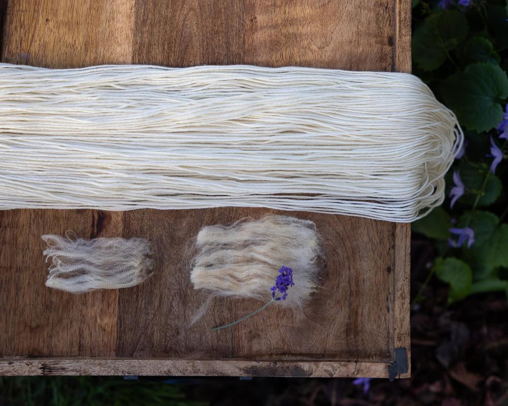 Unwound skein of undyed yarn and representative samples of the fiber contained in the yarn: merino and rambouillet wool