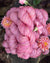 Cashmere Blend | Beguiled